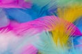 Colorful feather blurry background